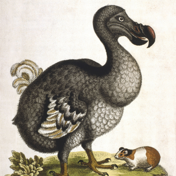 oiseau dodo symbole île maurice histoire