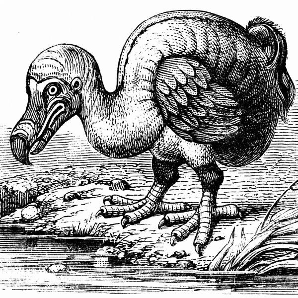 héritage dodo île maurice histoire